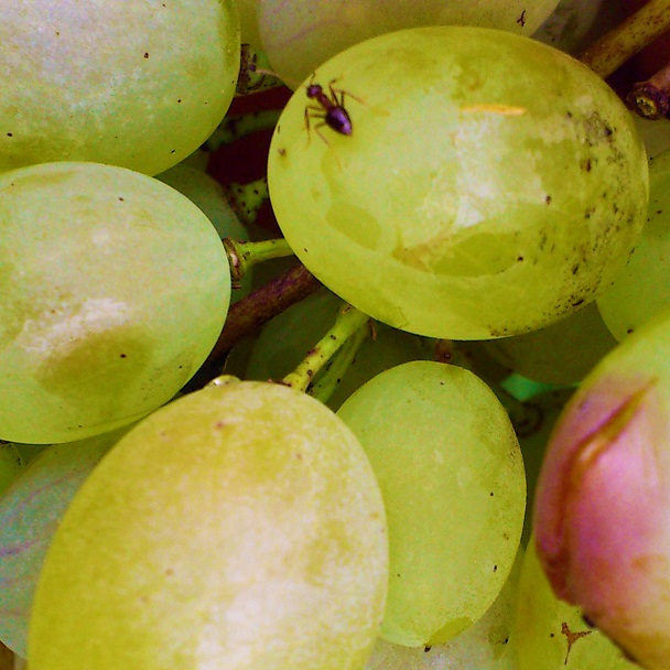 Ant on grape